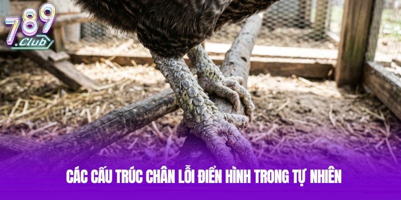 Các cấu trúc chân lỗi điển hình trong tự nhiên