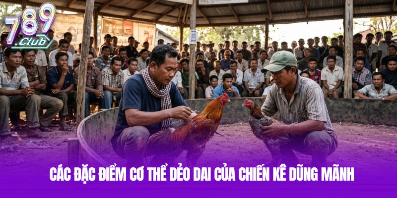 Các đặc điểm cơ thể dẻo dai của chiến kê dũng mãnh