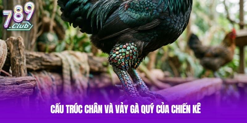 Cấu trúc chân và vảy gà quý của chiến kê