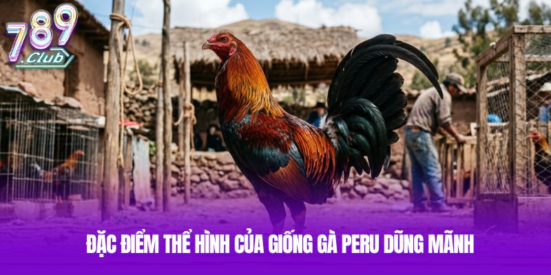 Đặc điểm thể hình của giống gà Peru dũng mãnh