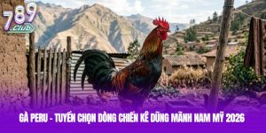 Gà Peru - Tuyển Chọn Dòng Chiến Kê Dũng Mãnh Nam Mỹ 2026