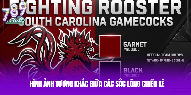 Hình ảnh tương khắc giữa các sắc lông chiến kê Hình ảnh tương khắc giữa các sắc lông chiến kê
