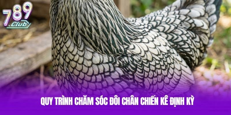 Quy trình chăm sóc đôi chân chiến kê định kỳ