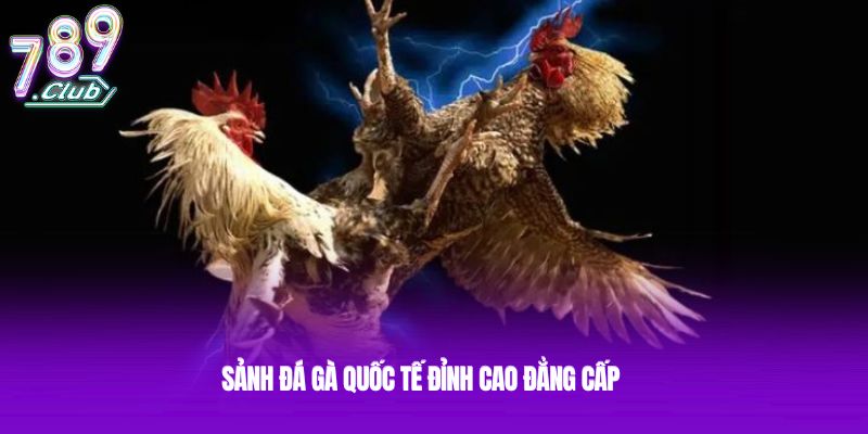 Sảnh đá gà quốc tế đỉnh cao đẳng cấp Sảnh đá gà quốc tế đỉnh cao đẳng cấp