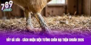 Vảy Gà Xấu - Cách Nhận Diện Tướng Chân Bại Trận Chuẩn 2026